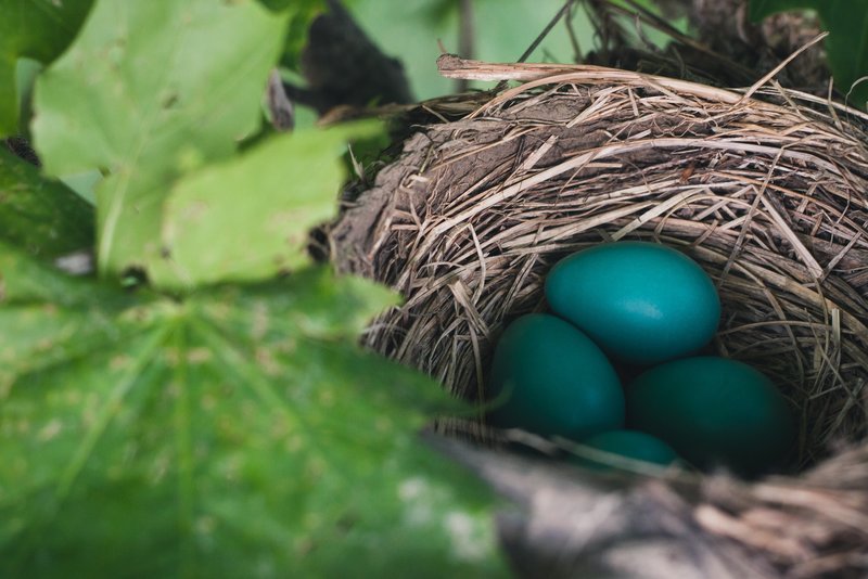 nest egg in forest