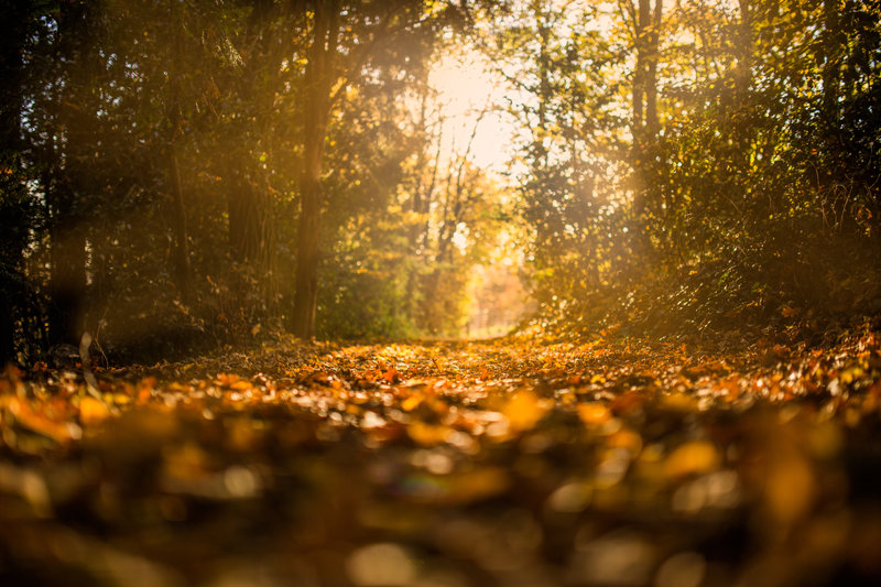 autumn statement 2016